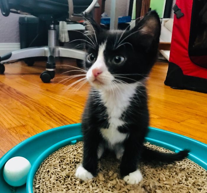 Hey Pandas, Share A Photo Of Your Cat When It Was Still A Kitten (Ended) Hey Pandas, Share A Photo Of Your Cat When It Was Still A Kitten (Ended)