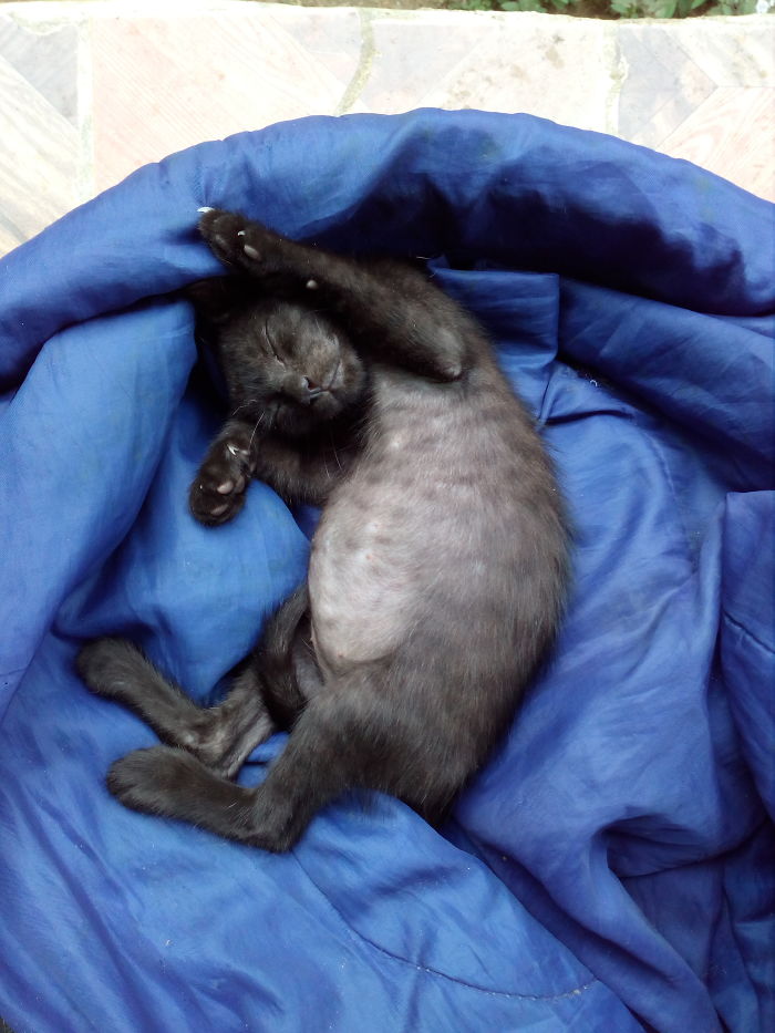 Hey Pandas, Share A Photo Of Your Cat When It Was Still A Kitten (Ended)