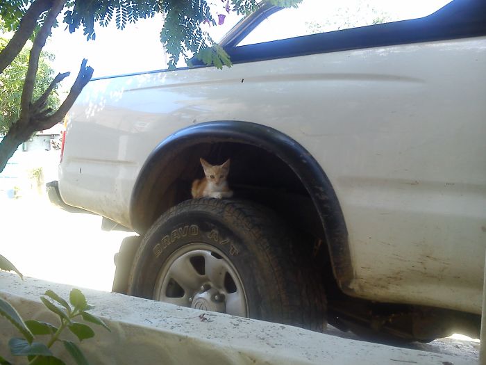 Hey Pandas, Share A Photo Of Your Cat When It Was Still A Kitten (Ended)