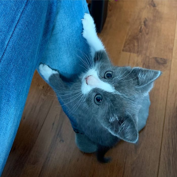 Hey Pandas, Share A Photo Of Your Cat When It Was Still A Kitten (Ended)