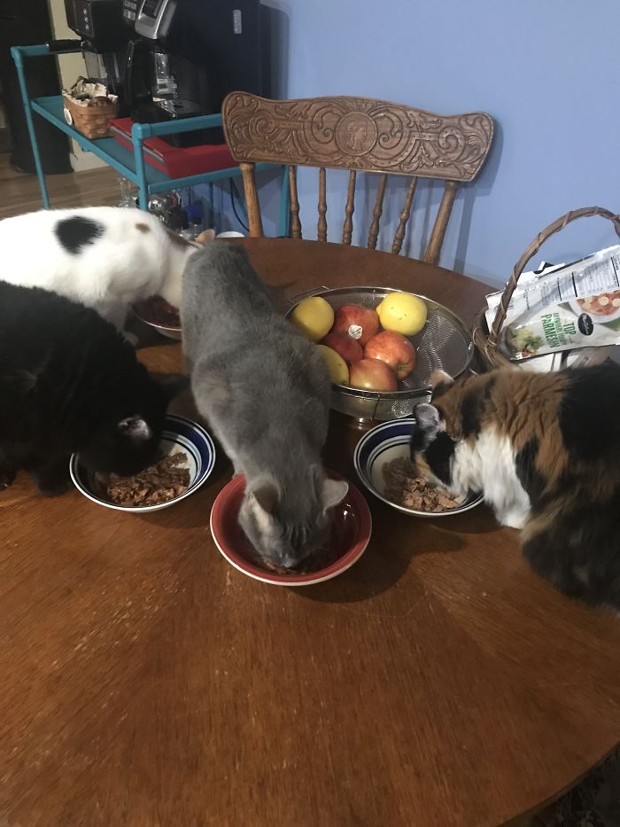 Hey Pandas, Share A Photo Of Your Cat When It Was Still A Kitten (Ended) Hey Pandas, Share A Photo Of Your Cat When It Was Still A Kitten (Ended)