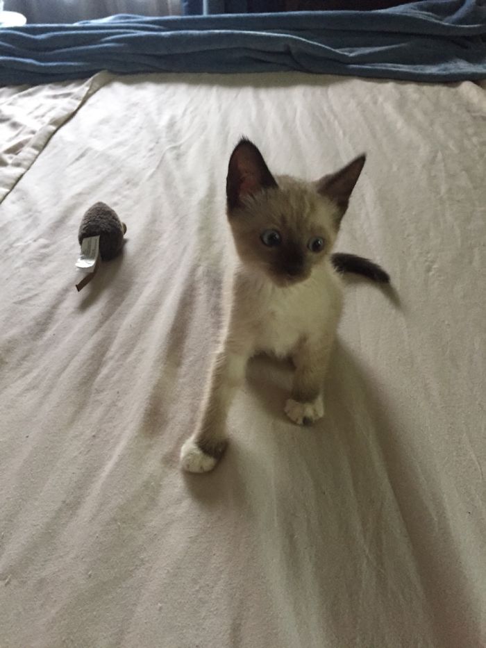 Hey Pandas, Share A Photo Of Your Cat When It Was Still A Kitten (Ended)