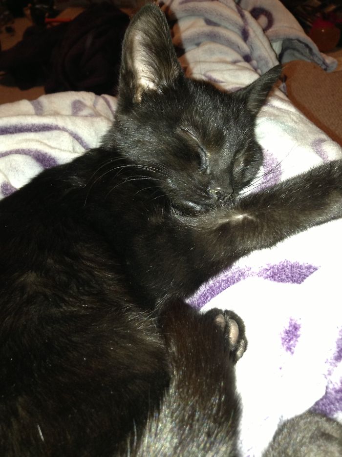 Hey Pandas, Share A Photo Of Your Cat When It Was Still A Kitten (Ended)