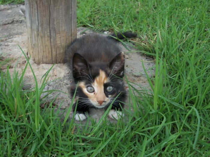 Hey Pandas, Share A Photo Of Your Cat When It Was Still A Kitten (Ended) Hey Pandas, Share A Photo Of Your Cat When It Was Still A Kitten (Ended)