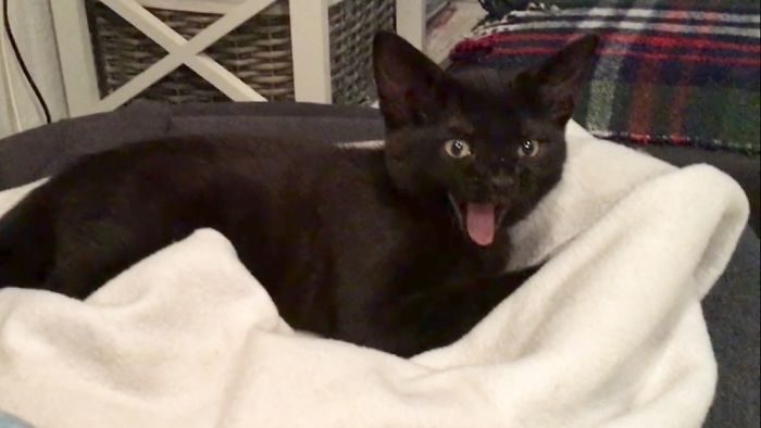 Hey Pandas, Share A Photo Of Your Cat When It Was Still A Kitten (Ended)