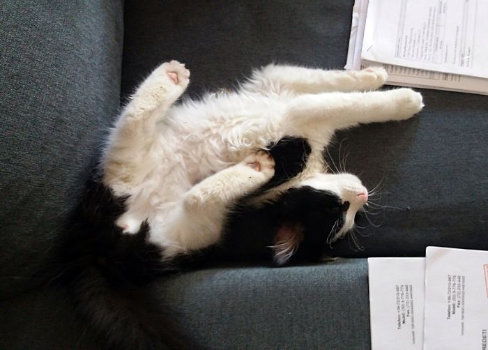 Hey Pandas, Share A Photo Of Your Cat When It Was Still A Kitten (Ended)