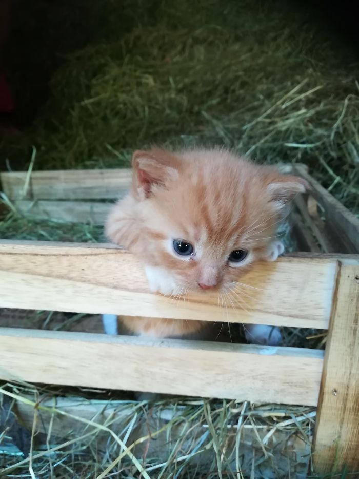 Hey Pandas, Share A Photo Of Your Cat When It Was Still A Kitten (Ended)