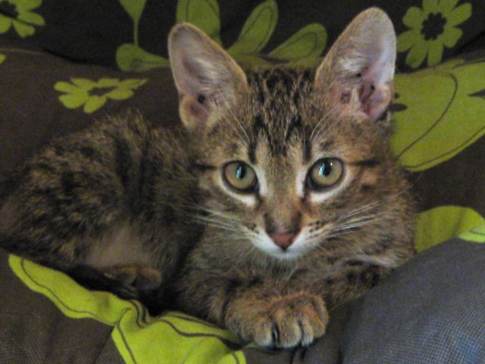 Hey Pandas, Share A Photo Of Your Cat When It Was Still A Kitten (Ended) Hey Pandas, Share A Photo Of Your Cat When It Was Still A Kitten (Ended)