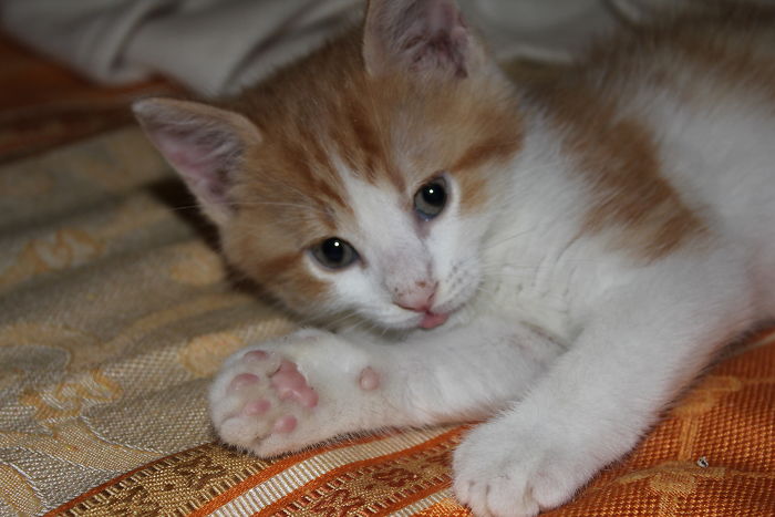 Hey Pandas, Share A Photo Of Your Cat When It Was Still A Kitten (Ended)