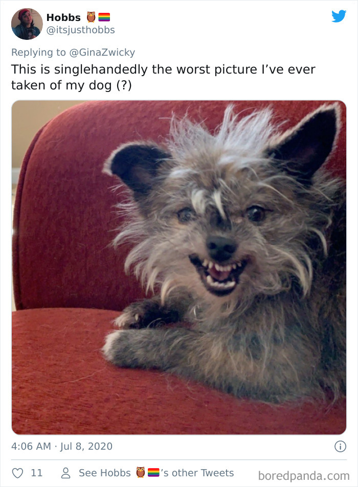 “The Only Content Permitted In This Thread Is Very Ugly Pictures Of Your Pets”: Hilarious Twitter Thread Goes Viral “The Only Content Permitted In This Thread Is Very Ugly Pictures Of Your Pets”: Hilarious Twitter Thread Goes Viral