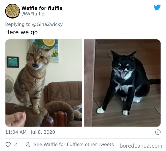 “The Only Content Permitted In This Thread Is Very Ugly Pictures Of Your Pets”: Hilarious Twitter Thread Goes Viral “The Only Content Permitted In This Thread Is Very Ugly Pictures Of Your Pets”: Hilarious Twitter Thread Goes Viral