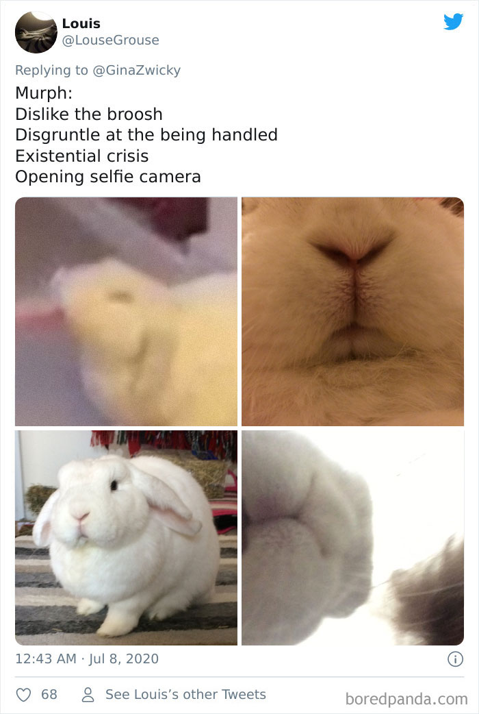 “The Only Content Permitted In This Thread Is Very Ugly Pictures Of Your Pets”: Hilarious Twitter Thread Goes Viral “The Only Content Permitted In This Thread Is Very Ugly Pictures Of Your Pets”: Hilarious Twitter Thread Goes Viral