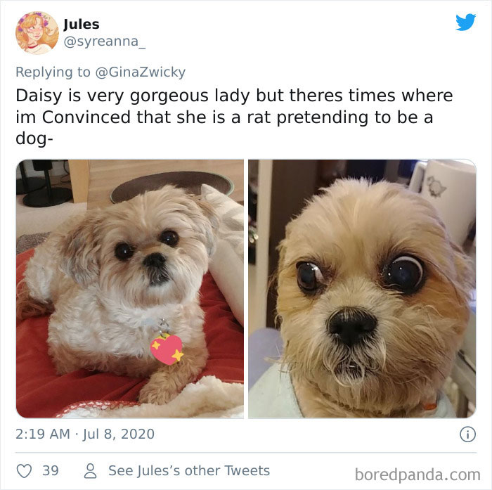 “The Only Content Permitted In This Thread Is Very Ugly Pictures Of Your Pets”: Hilarious Twitter Thread Goes Viral “The Only Content Permitted In This Thread Is Very Ugly Pictures Of Your Pets”: Hilarious Twitter Thread Goes Viral
