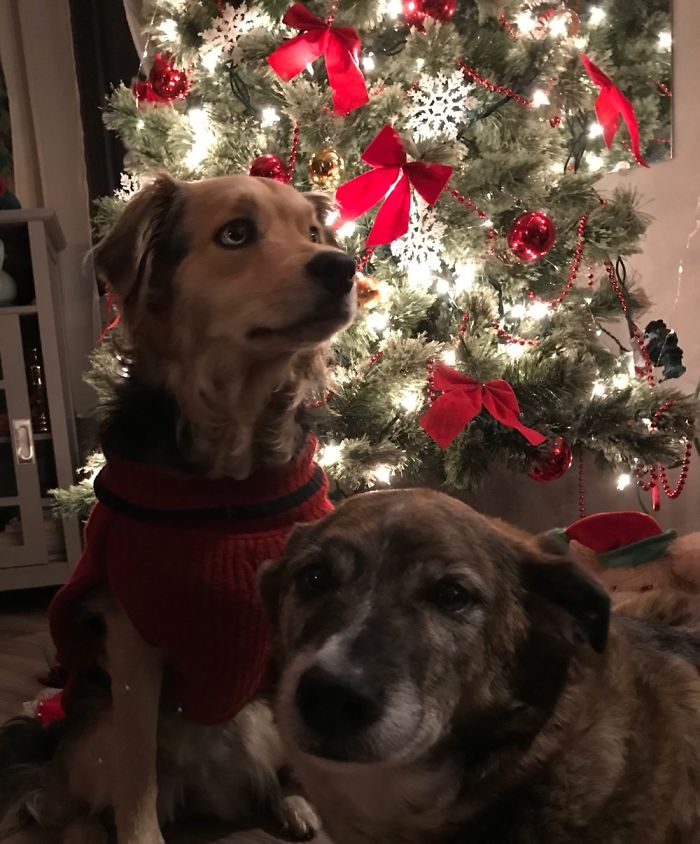 Hey Pandas, Share The Cutest Pic Of Your Dog (Ended)