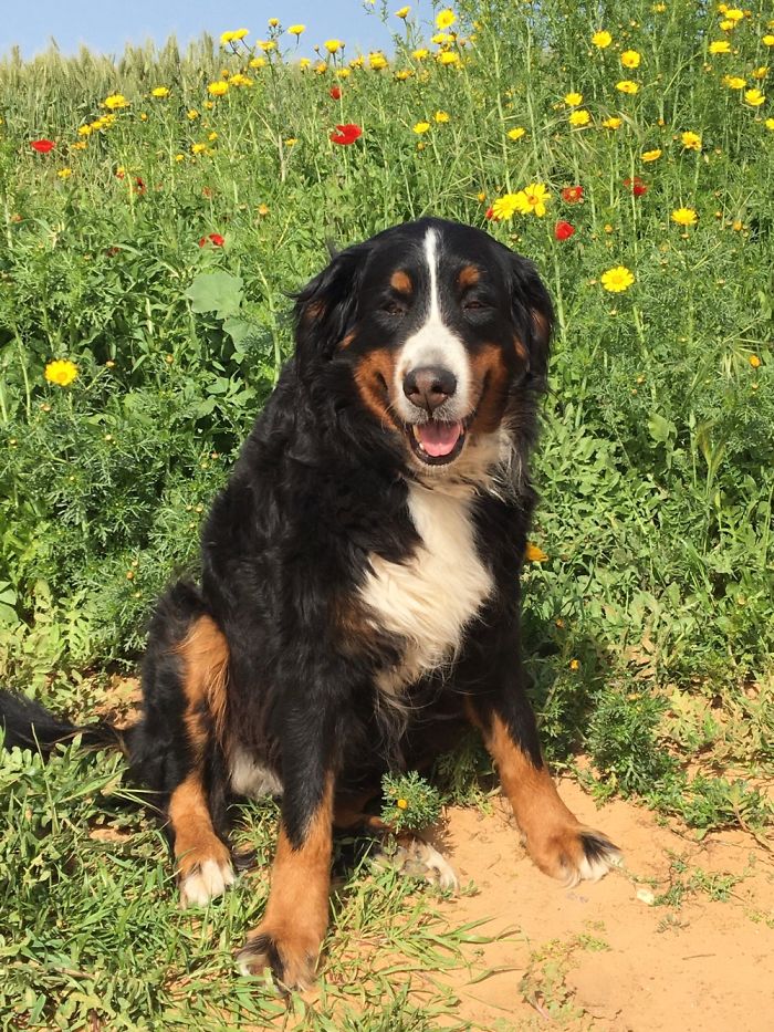 Hey Pandas, Share The Cutest Pic Of Your Dog (Ended)