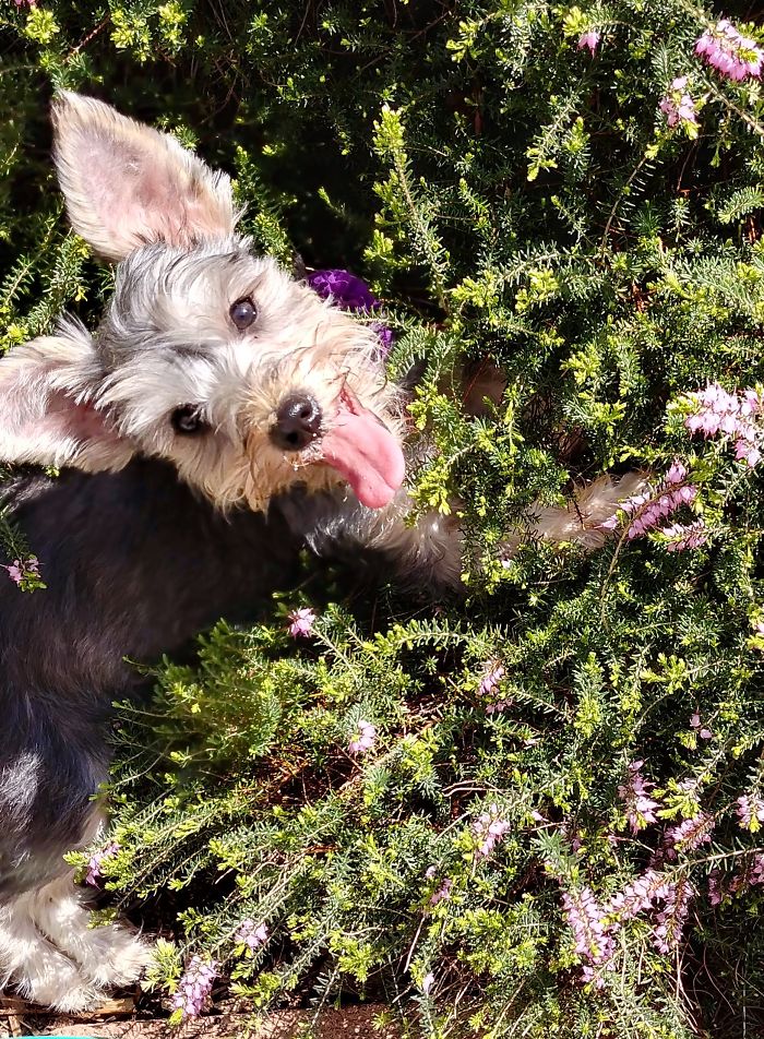 Hey Pandas, Share The Cutest Pic Of Your Dog (Ended)