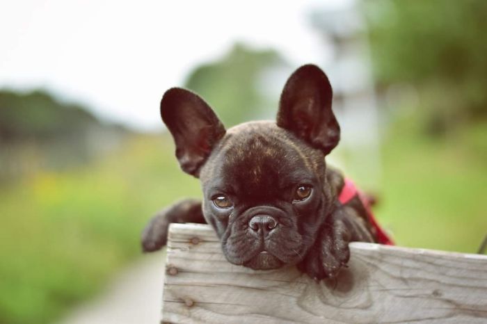 Hey Pandas, Share The Cutest Pic Of Your Dog (Ended)