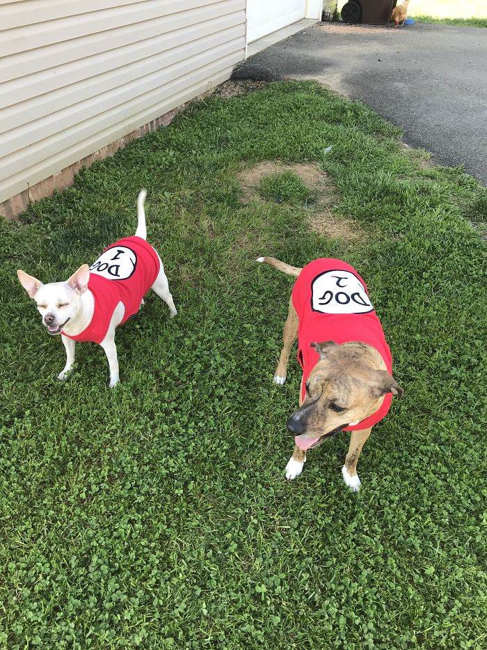 Hey Pandas, Share The Cutest Pic Of Your Dog (Ended)