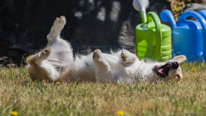 Hey Pandas, Share The Cutest Pic Of Your Dog (Ended)