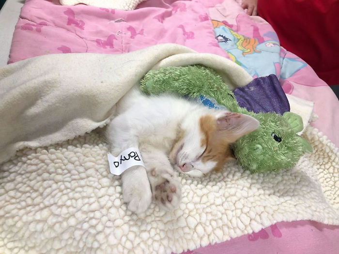 Kitten Brings His Stuffed Dragon BFF To The Vet To Keep Him Safe Kitten Brings His Stuffed Dragon BFF To The Vet To Keep Him Safe