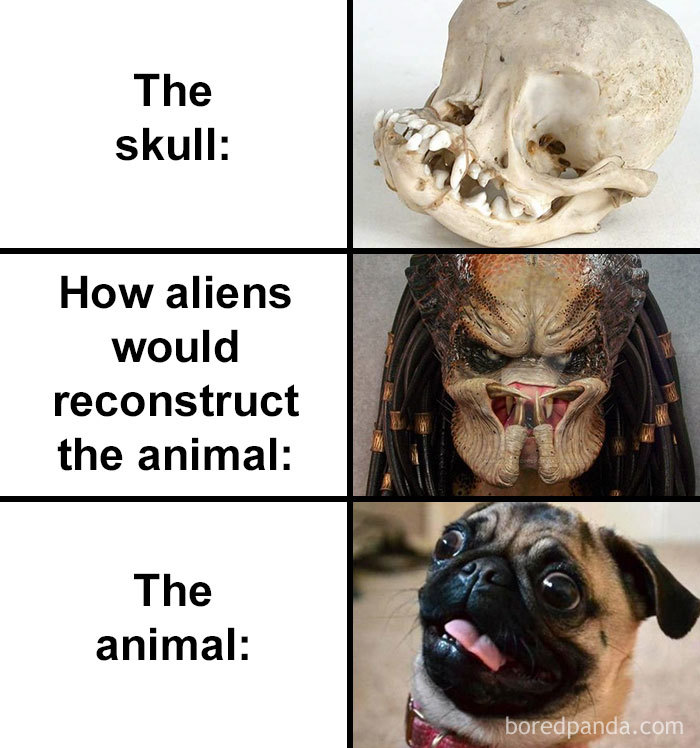 People Compare How Aliens Would Reconstruct Animals Based On Their Skulls Vs. What They Really Look Like (28 Pics) People Compare How Aliens Would Reconstruct Animals Based On Their Skulls Vs. What They Really Look Like (28 Pics)