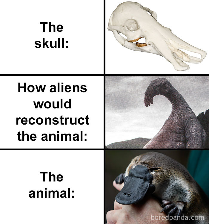 People Compare How Aliens Would Reconstruct Animals Based On Their Skulls Vs. What They Really Look Like (28 Pics) People Compare How Aliens Would Reconstruct Animals Based On Their Skulls Vs. What They Really Look Like (28 Pics)