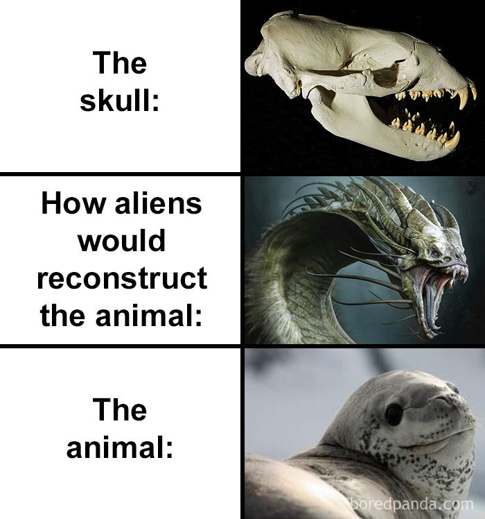 People Compare How Aliens Would Reconstruct Animals Based On Their Skulls Vs. What They Really Look Like (28 Pics) People Compare How Aliens Would Reconstruct Animals Based On Their Skulls Vs. What They Really Look Like (28 Pics)