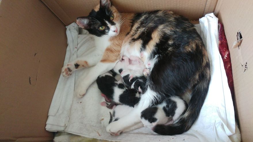 I Captured How A Stray Cat Gave Birth To 5 Lovely Kittens