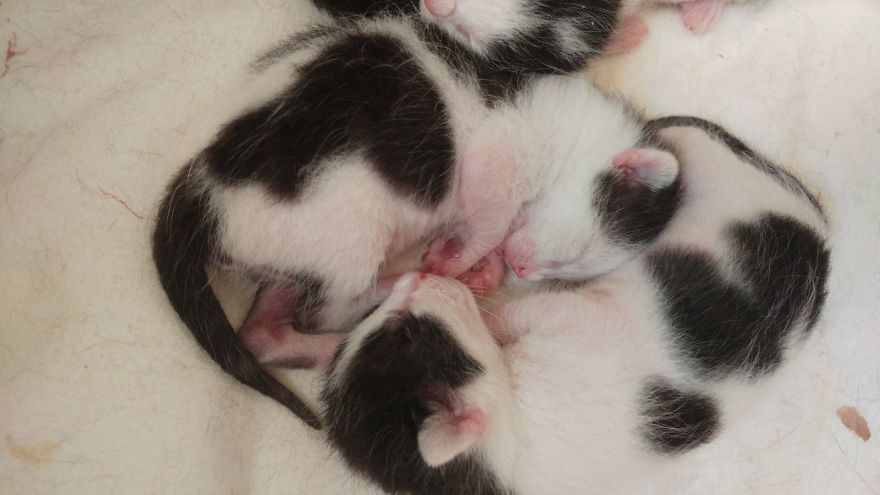 I Captured How A Stray Cat Gave Birth To 5 Lovely Kittens