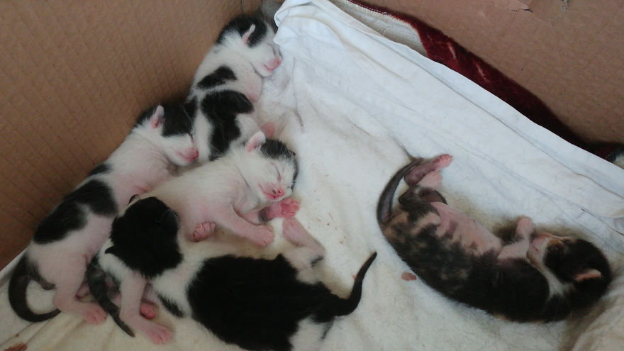 I Captured How A Stray Cat Gave Birth To 5 Lovely Kittens