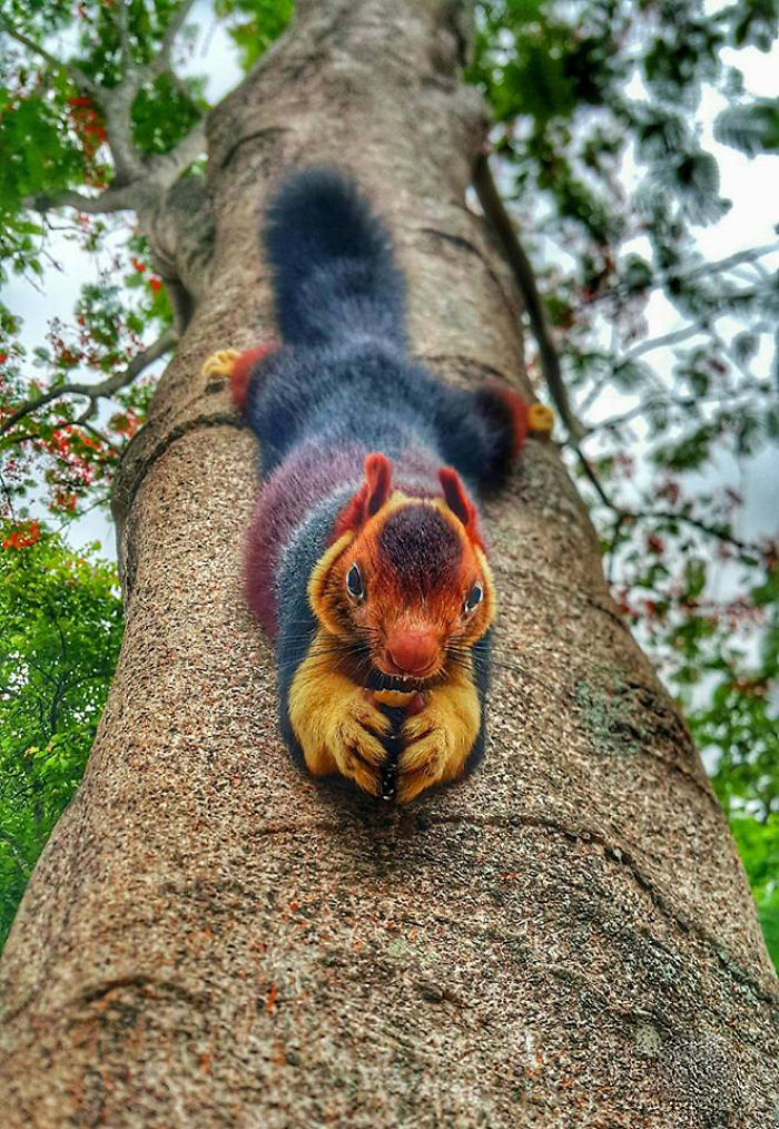 50 Posts To Remind Us How Awesome Squirrels Are 50 Posts To Remind Us How Awesome Squirrels Are