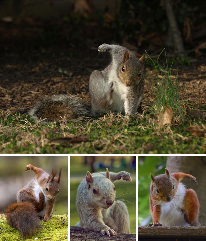 50 Posts To Remind Us How Awesome Squirrels Are 50 Posts To Remind Us How Awesome Squirrels Are