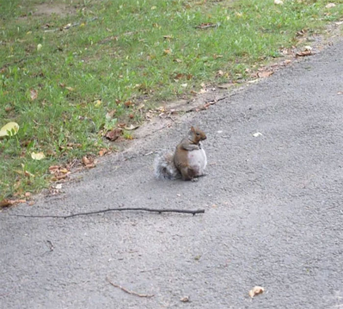 50 Posts To Remind Us How Awesome Squirrels Are 50 Posts To Remind Us How Awesome Squirrels Are