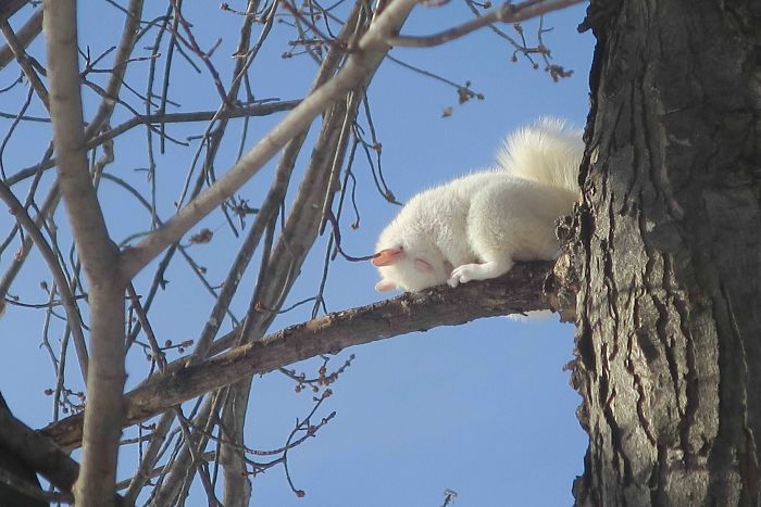 50 Posts To Remind Us How Awesome Squirrels Are 50 Posts To Remind Us How Awesome Squirrels Are