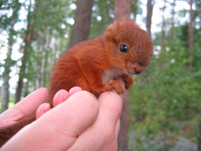 50 Posts To Remind Us How Awesome Squirrels Are 50 Posts To Remind Us How Awesome Squirrels Are