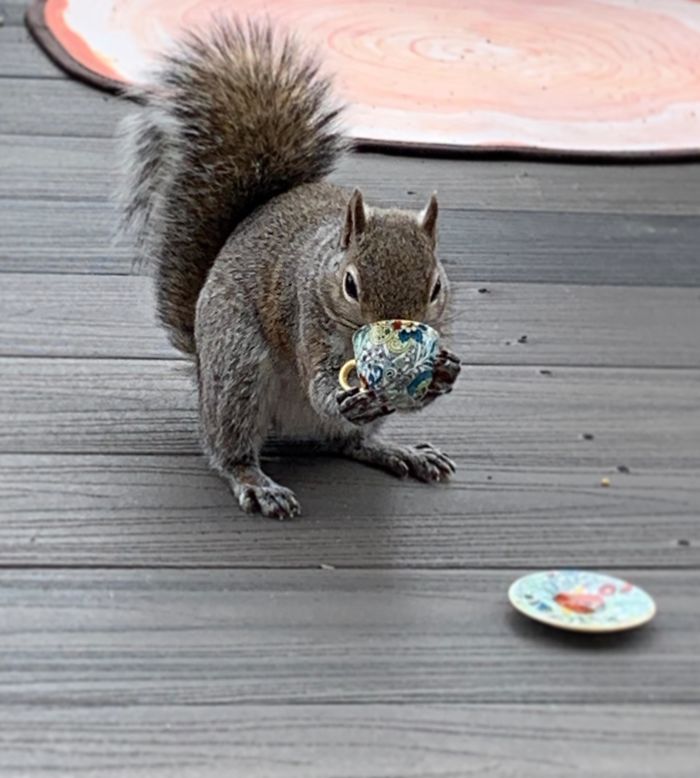 50 Posts To Remind Us How Awesome Squirrels Are 50 Posts To Remind Us How Awesome Squirrels Are