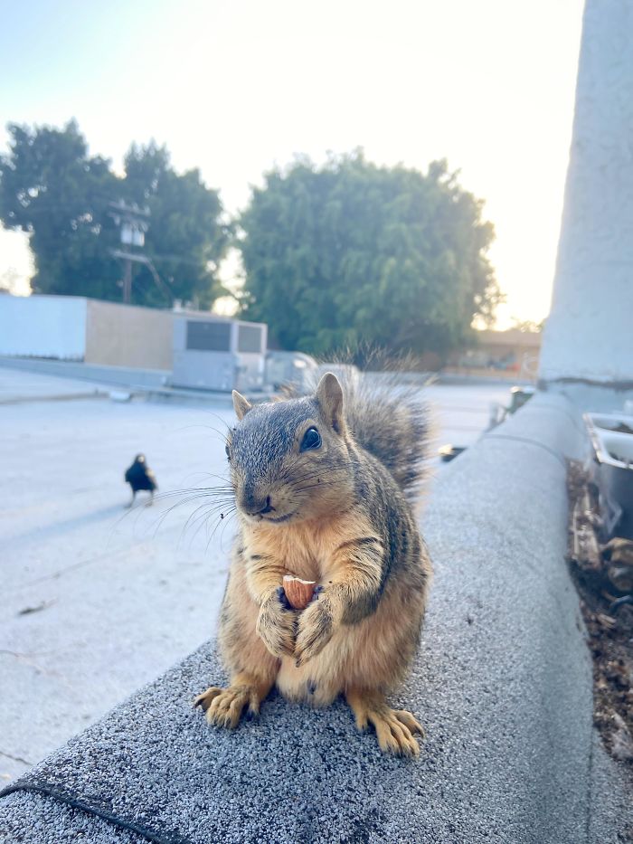 50 Posts To Remind Us How Awesome Squirrels Are 50 Posts To Remind Us How Awesome Squirrels Are