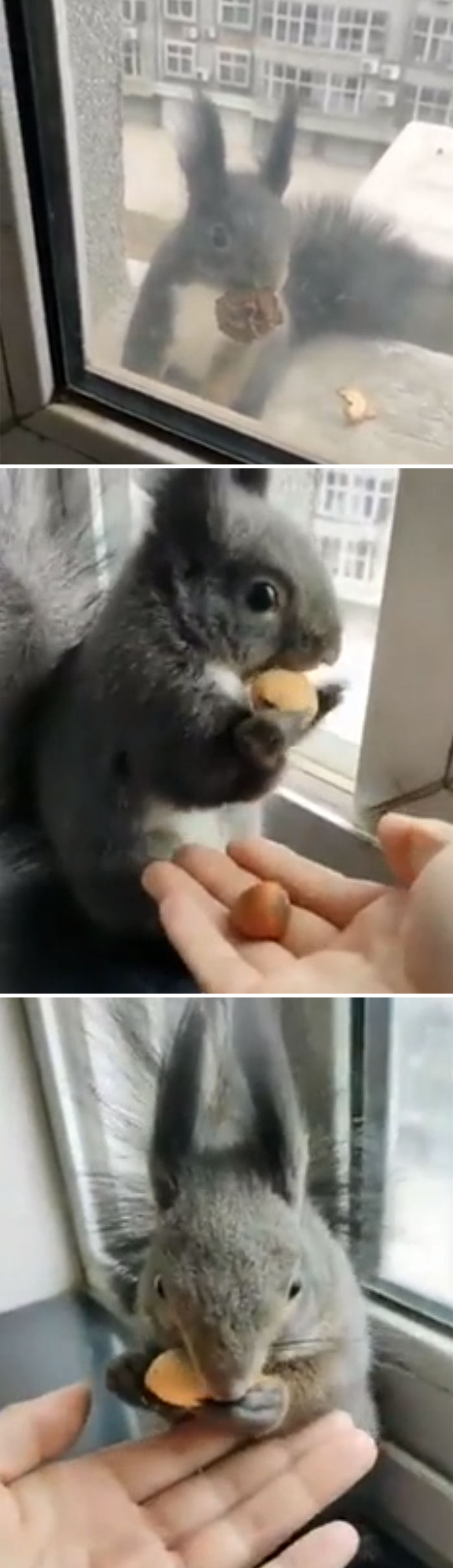 50 Posts To Remind Us How Awesome Squirrels Are 50 Posts To Remind Us How Awesome Squirrels Are