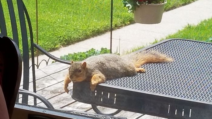 50 Posts To Remind Us How Awesome Squirrels Are 50 Posts To Remind Us How Awesome Squirrels Are