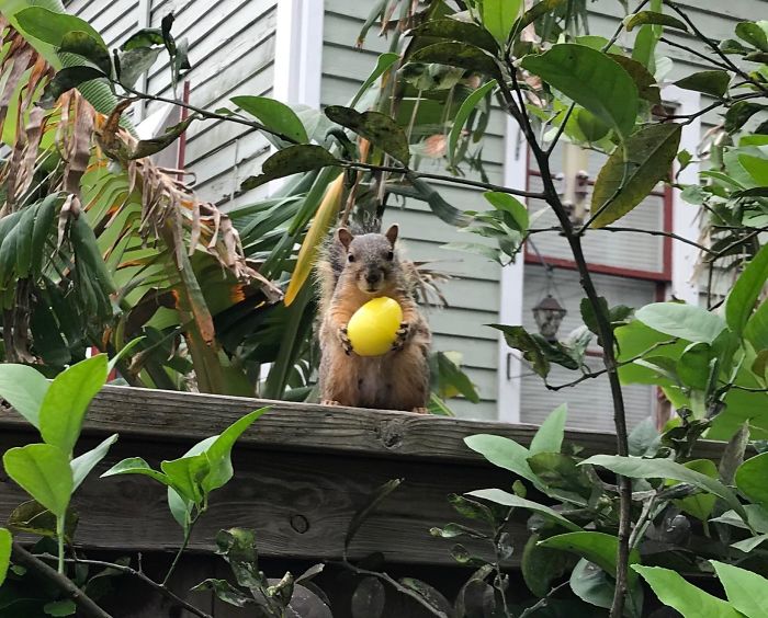 50 Posts To Remind Us How Awesome Squirrels Are 50 Posts To Remind Us How Awesome Squirrels Are