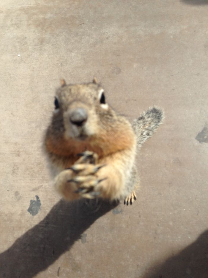 50 Posts To Remind Us How Awesome Squirrels Are 50 Posts To Remind Us How Awesome Squirrels Are