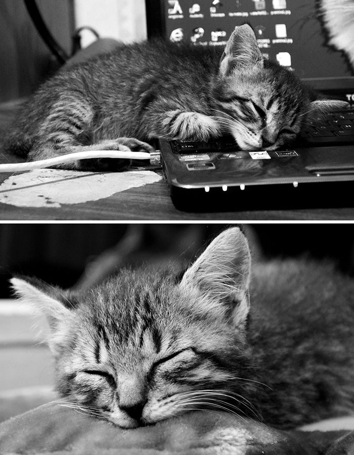 Hey Pandas, Share The Cutest Pic Of Your Cat (Ended)