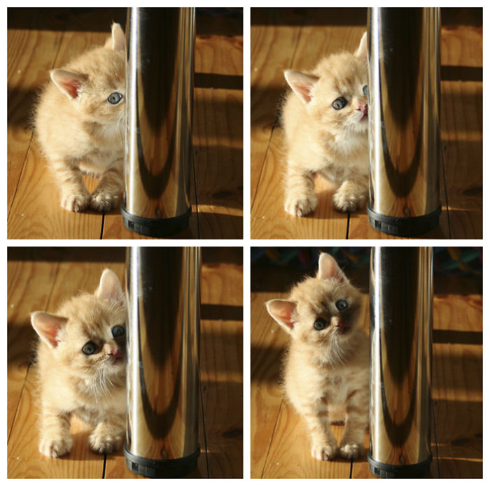 Hey Pandas, Share The Cutest Pic Of Your Cat (Ended)