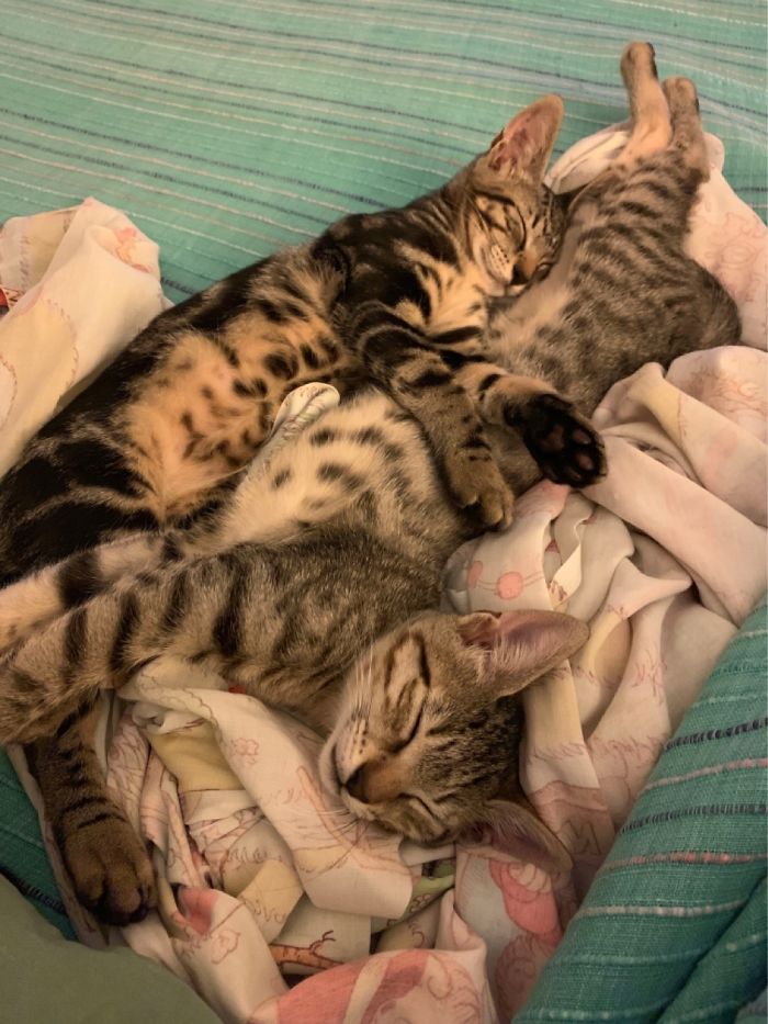 Hey Pandas, Share The Cutest Pic Of Your Cat (Ended)