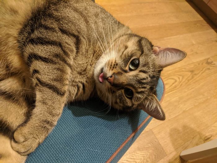 Hey Pandas, Share The Cutest Pic Of Your Cat (Ended)