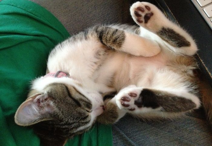 Hey Pandas, Share The Cutest Pic Of Your Cat (Ended)