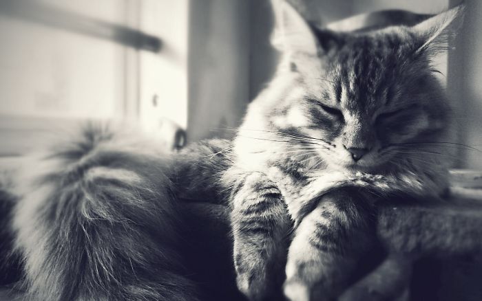 Hey Pandas, Share The Cutest Pic Of Your Cat (Ended)