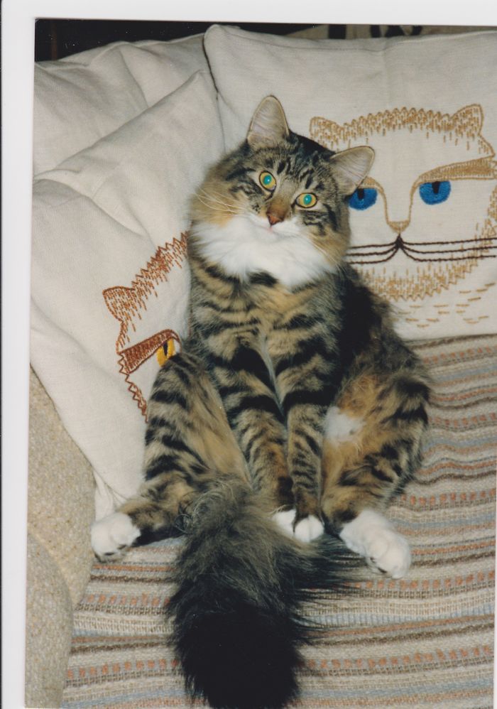 Hey Pandas, Share The Cutest Pic Of Your Cat (Ended)