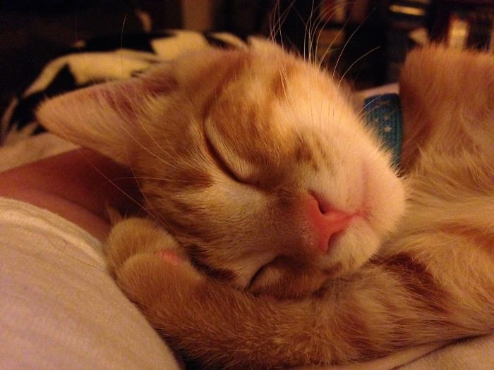 Hey Pandas, Share The Cutest Pic Of Your Cat (Ended)