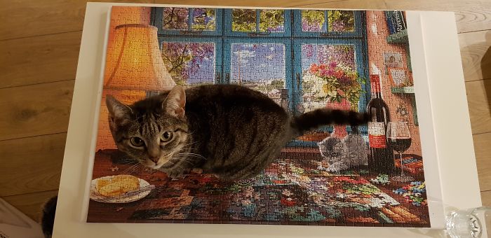 Hey Pandas, Share The Cutest Pic Of Your Cat (Ended)